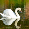 Cygne-a-Hautes-Rivieres_P1000927