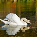 Cygne-a-Hautes-Rivieres_P1000928
