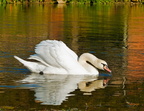Cygne-a-Hautes-Rivieres_P1000928