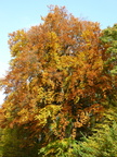 Hêtre-Helvet_P1000886